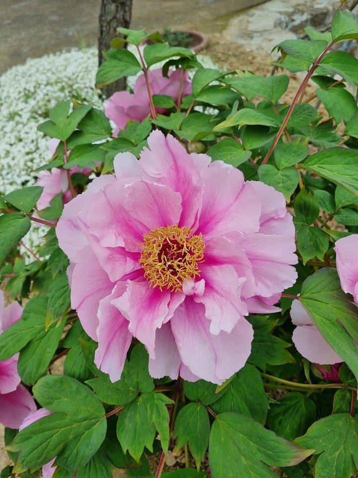 목단