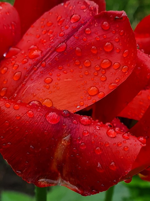 moisture, botany wallpapers
