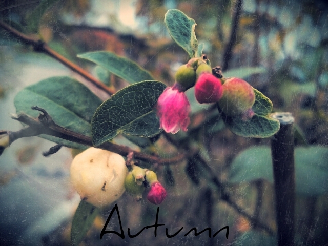 Autumn