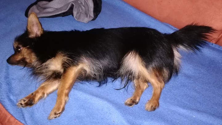 Gisi
