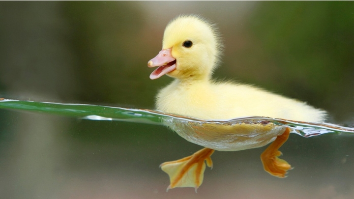 Duckling Swimming in Clear Water