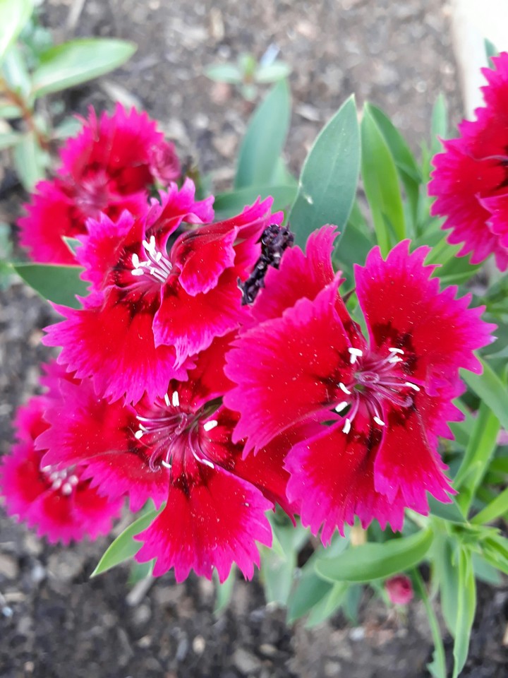 flores