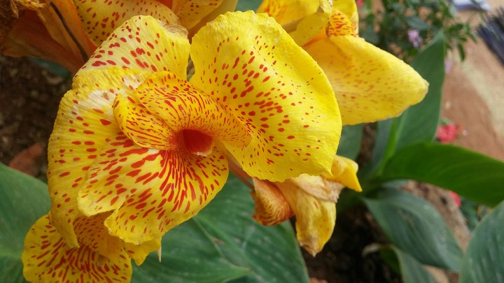 Yellow Flower Macro ...
