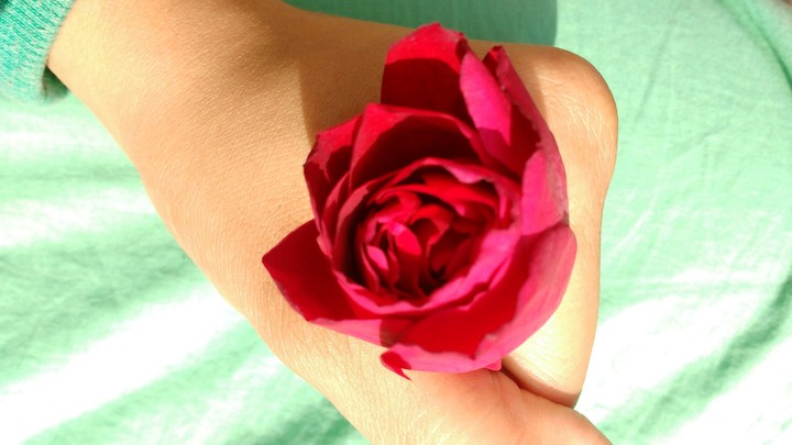 rose in hand