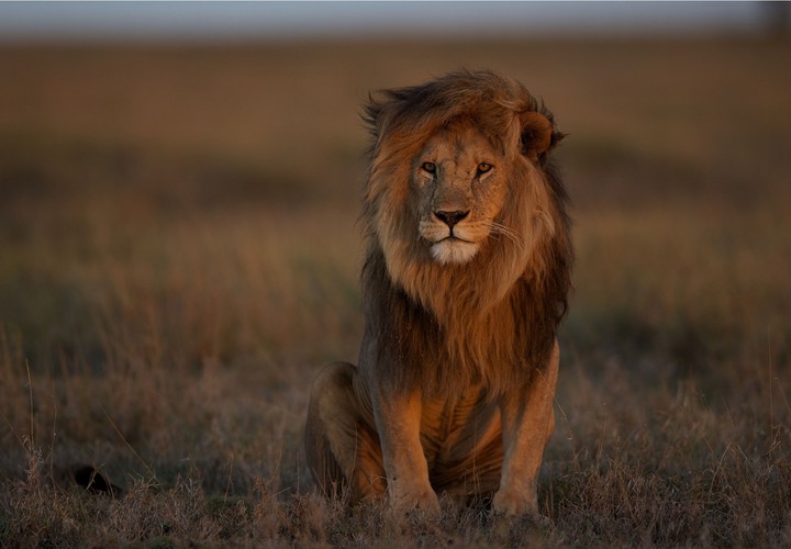 A pic of a lion