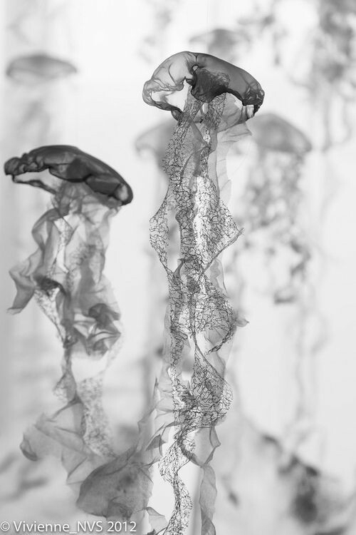 jellyfish