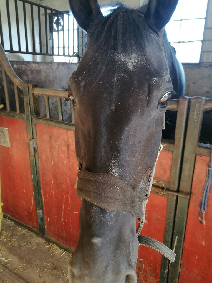 horse