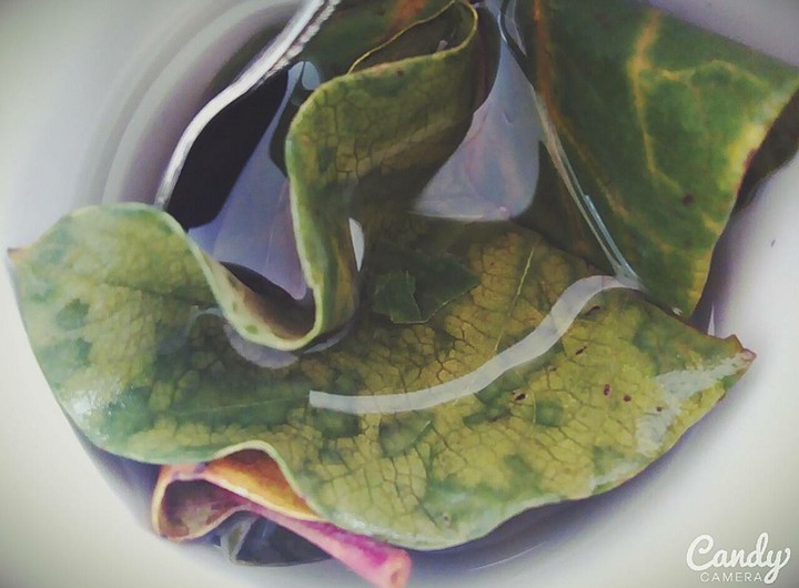 Quince leaf tea