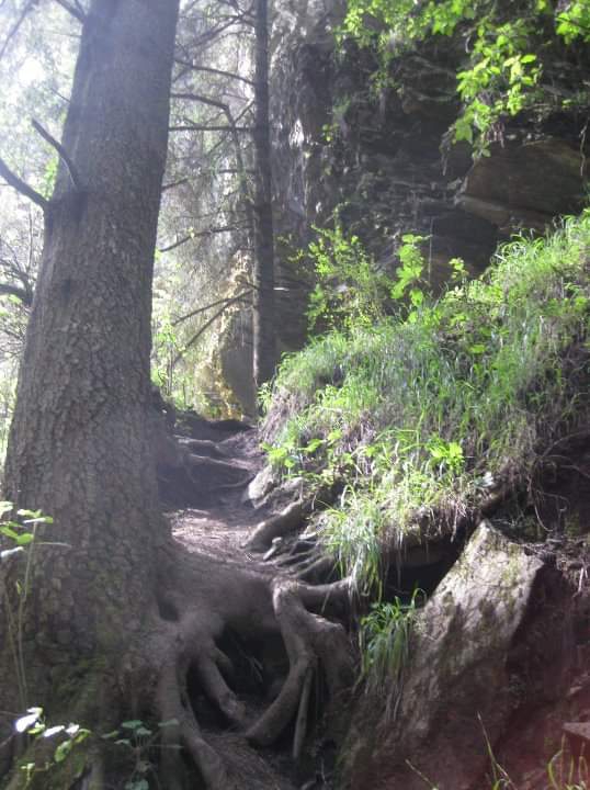 Forest in Mexico