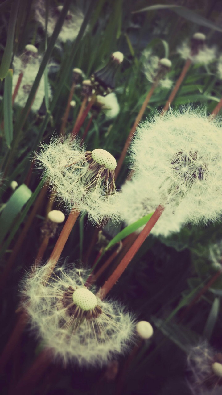 Small Suns