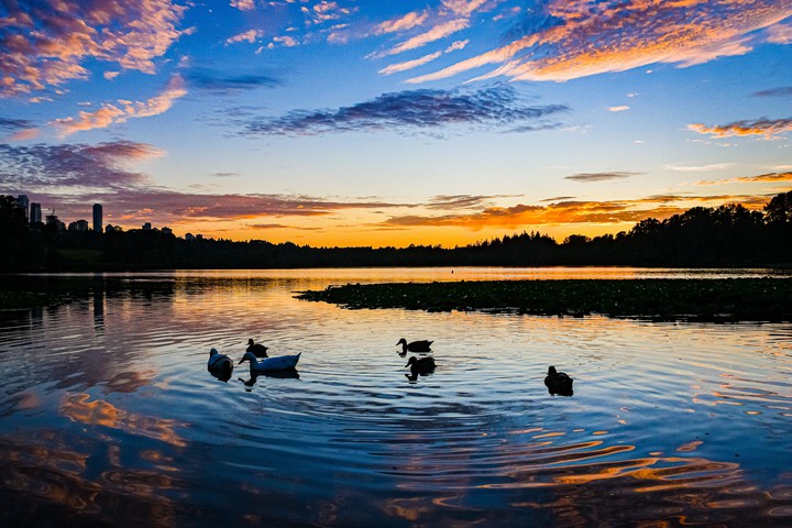 Ducks swimming across Deer Park Lake, Burnaby, British Colum