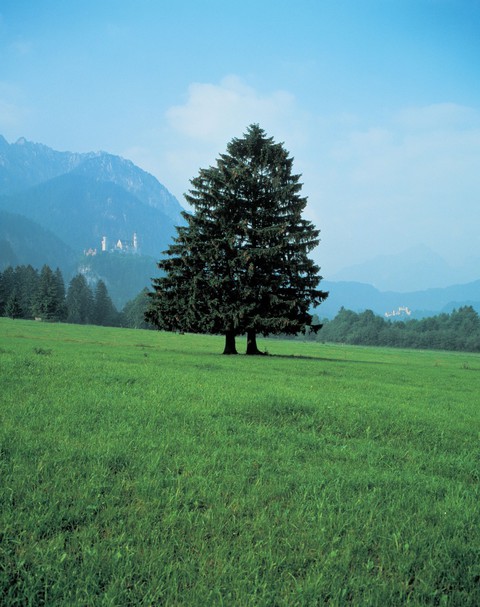 Neuschwanstein