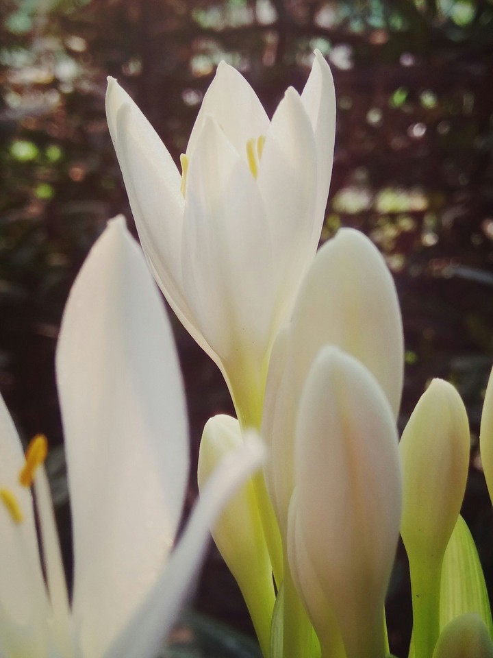 blossom