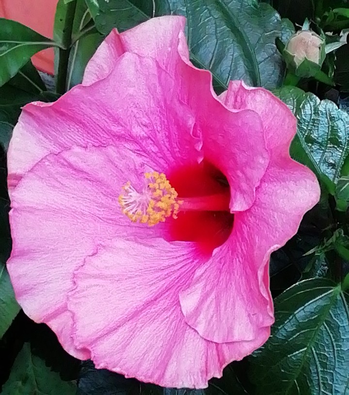 Hibiskus pink