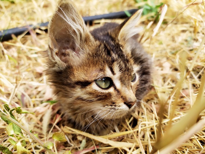 cat