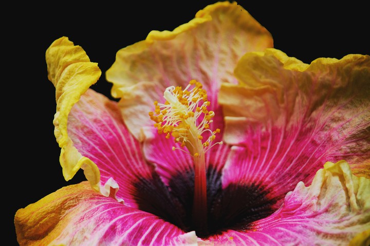 the flower