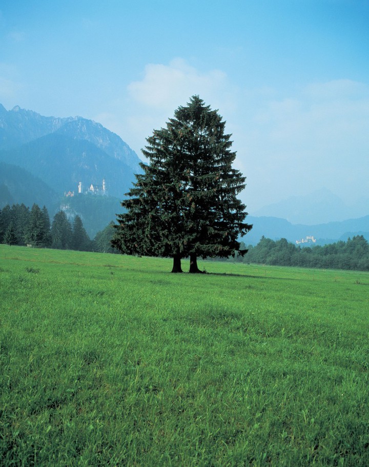 Neuschwanstein