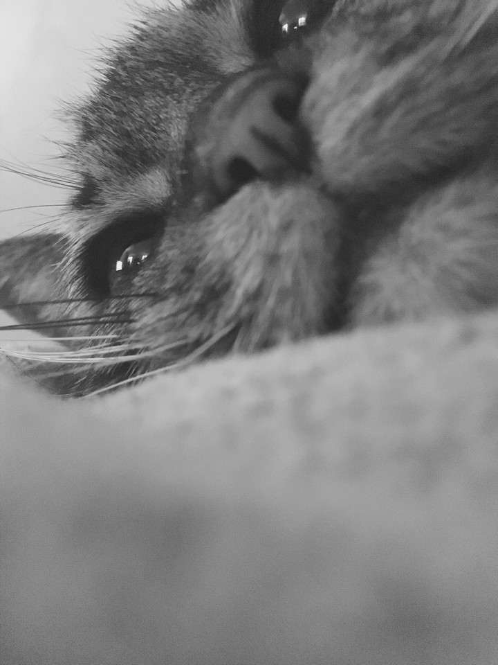 Black & White Cat