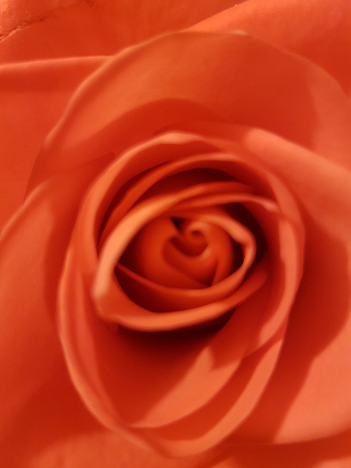 Роза. Rose.