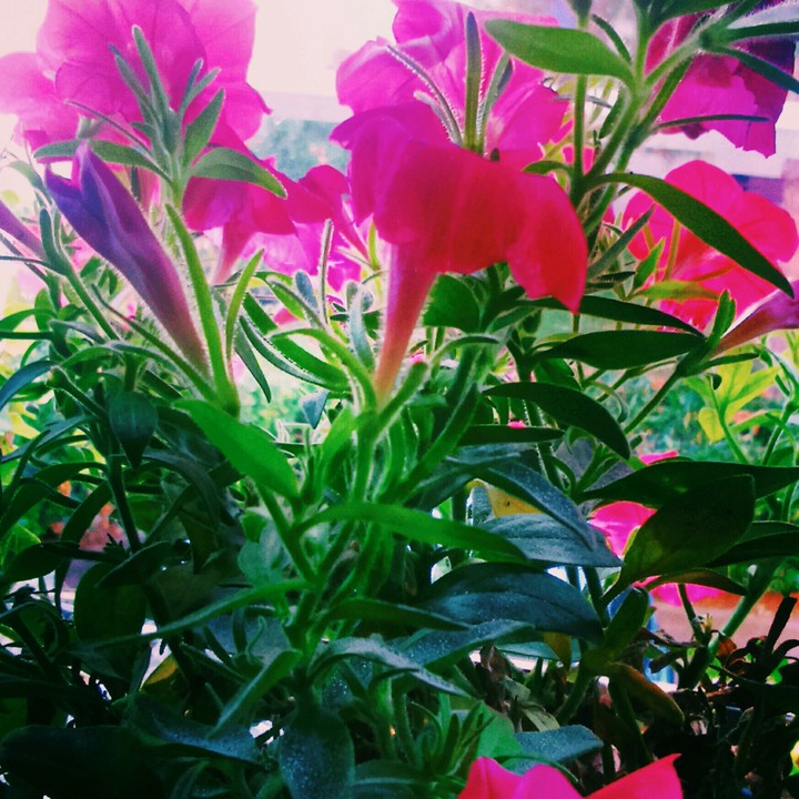 #flora # petunia #rosa