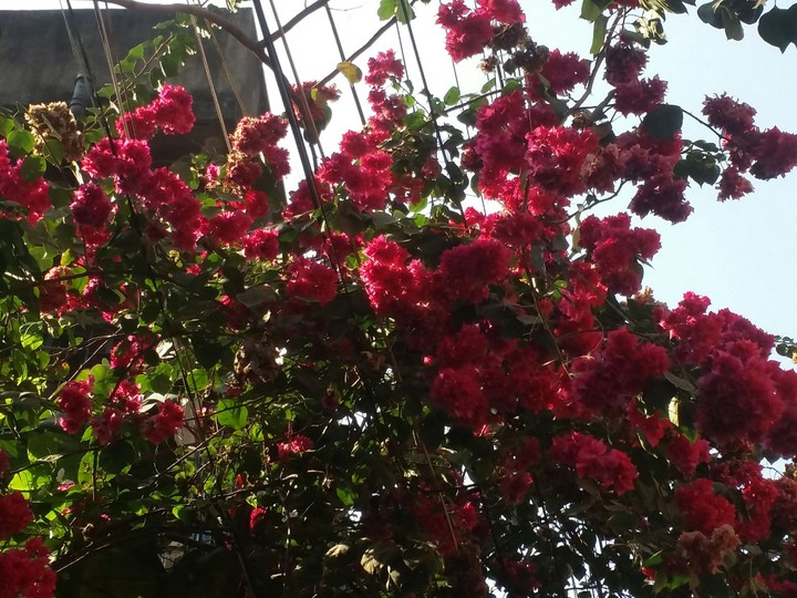 beautiful flowers ❤ 
