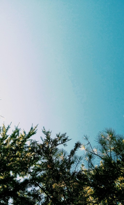 atmosphere, branch壁纸