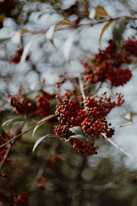 rowan, produce háttérképek