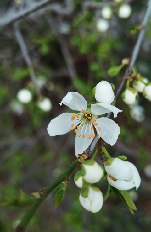 twig, plant Hintergrundbilder