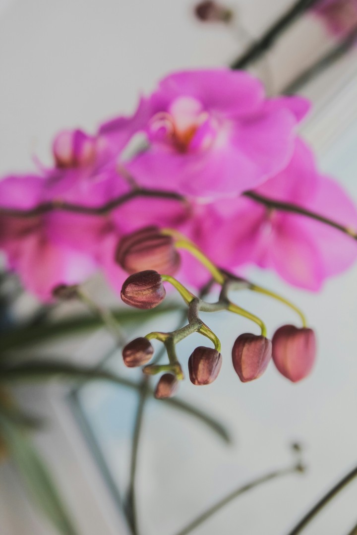 favorite flowers