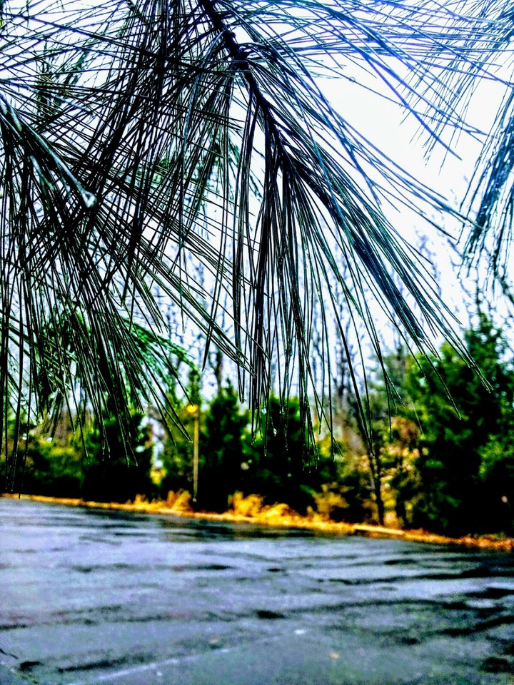 Pine Parkway