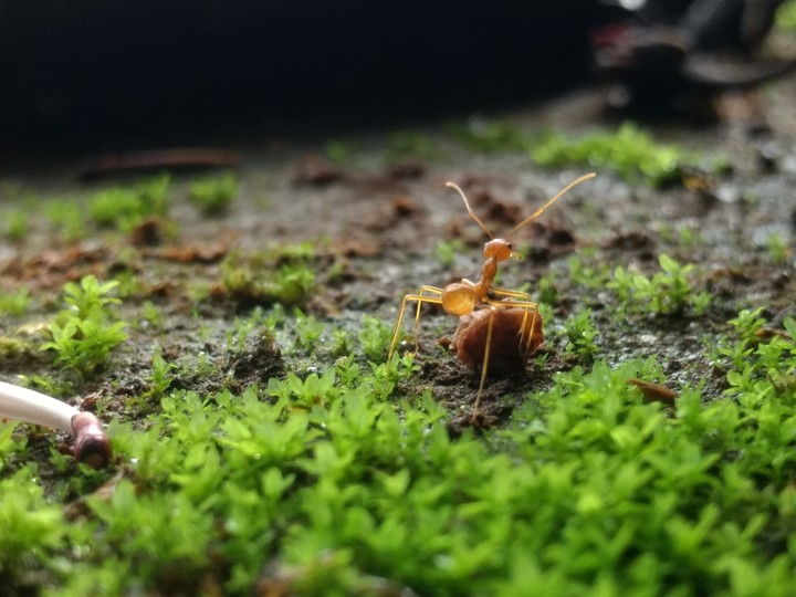 ant , morning