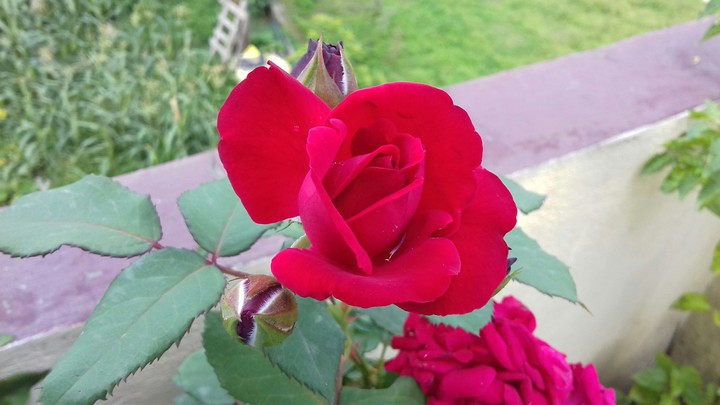 Rose