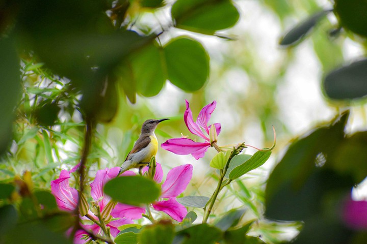 sunbird