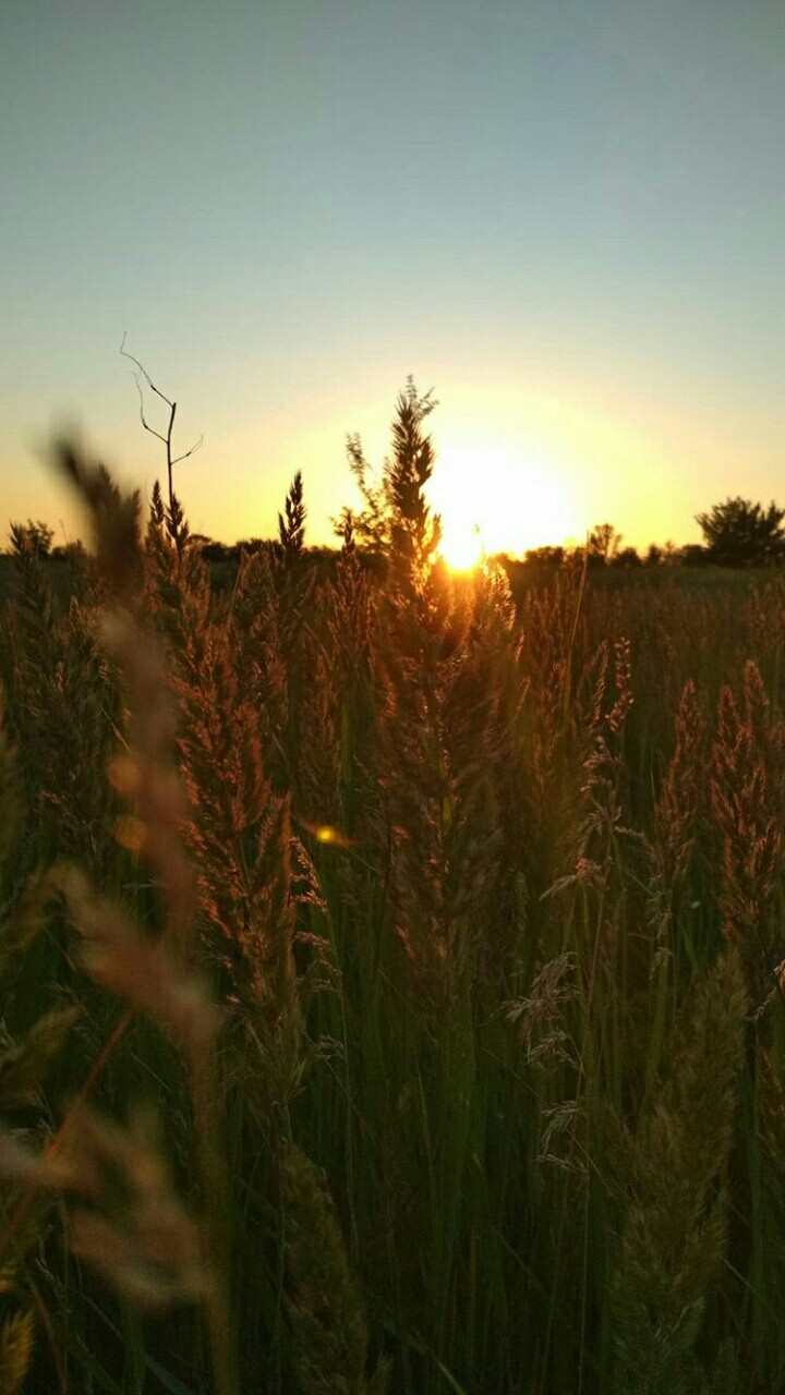 nature