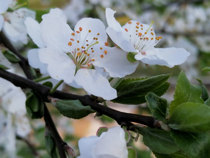 spring