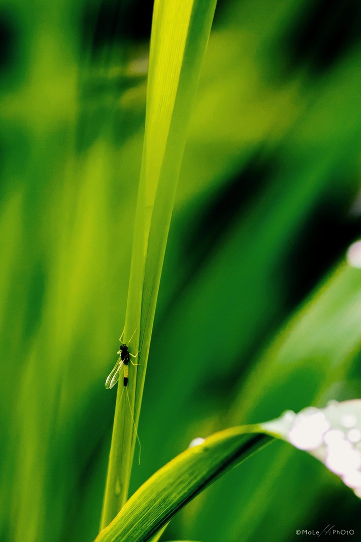 Grass insect