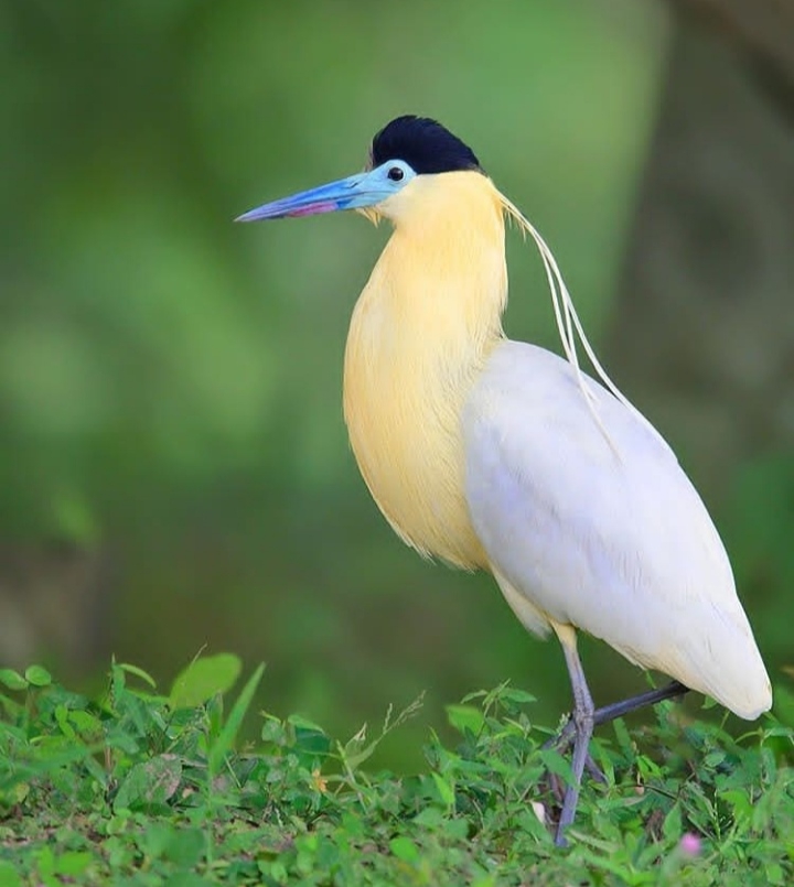 Bird