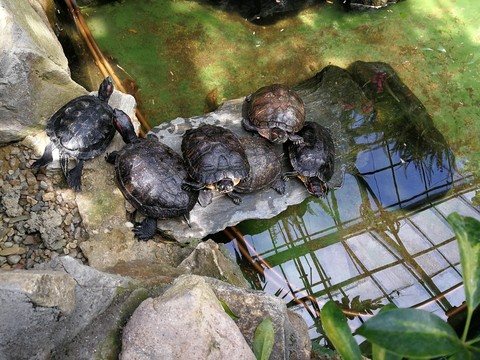 turtles
