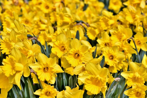 обои Yellow, flower