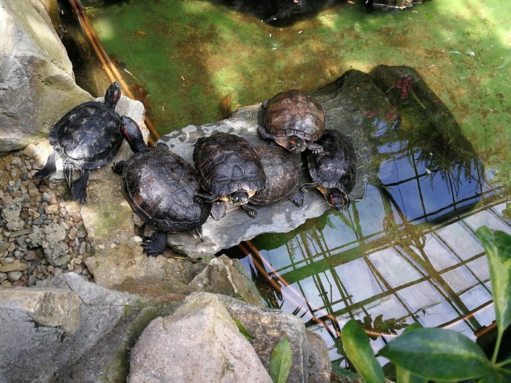 turtles