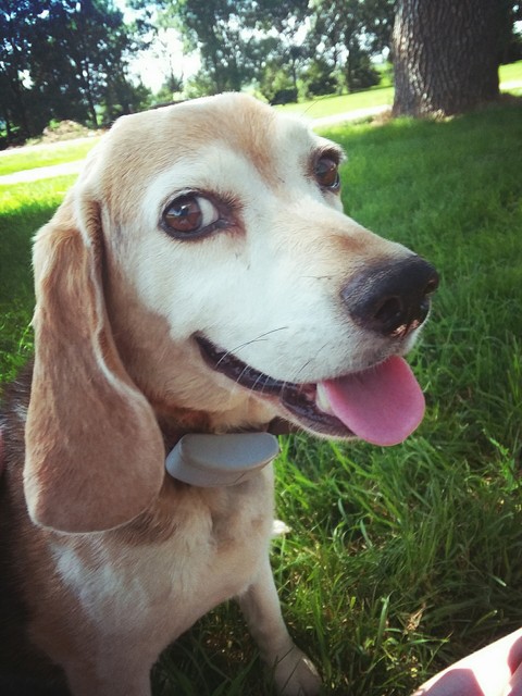 Izzy the Beagle ❤