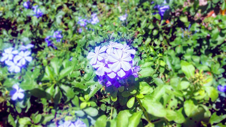 Standout Blue Santan