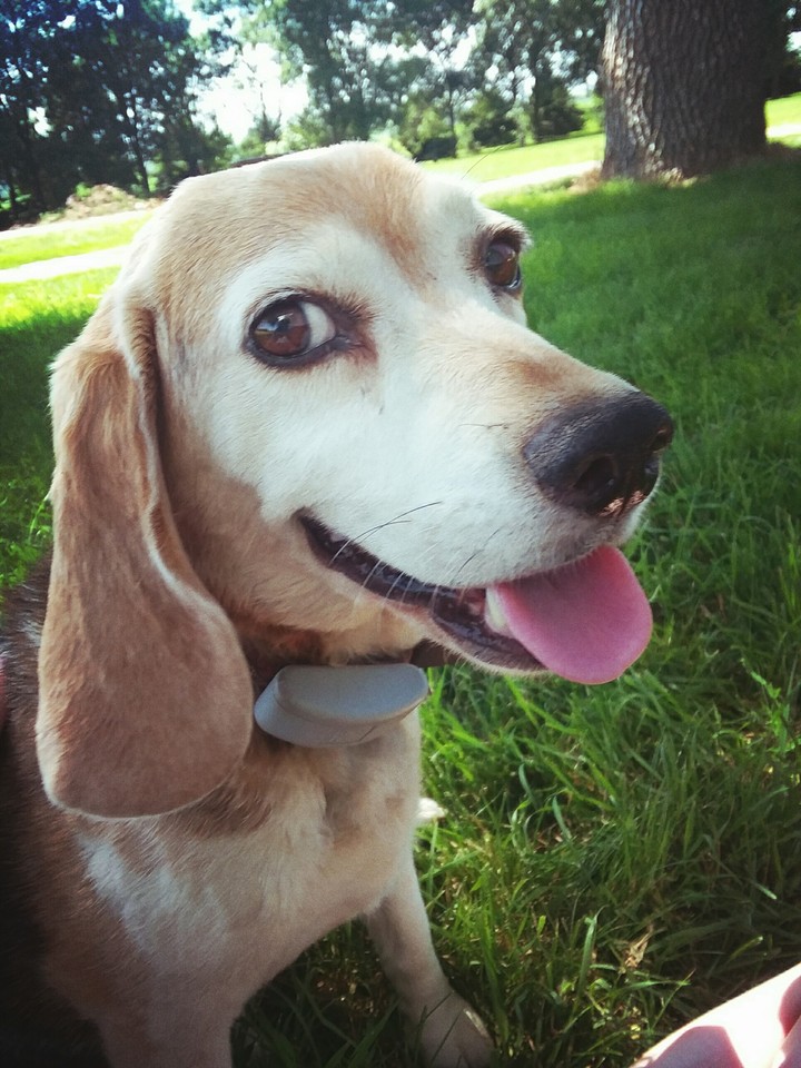 Izzy the Beagle ❤