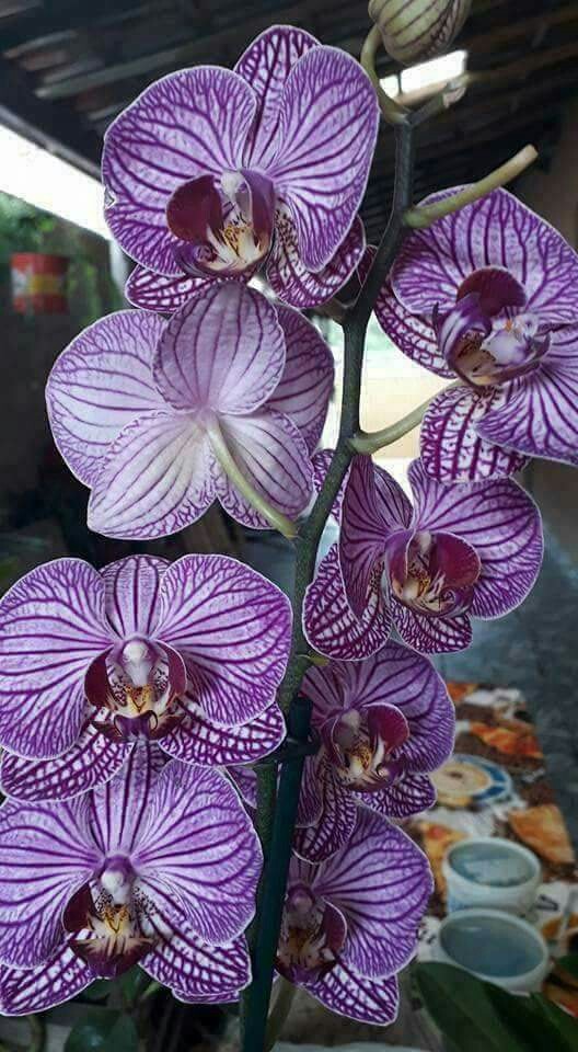 beautiful flowers