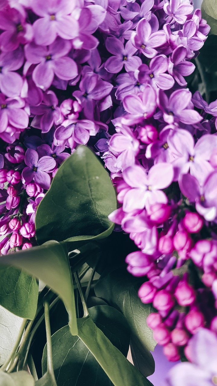 flowers