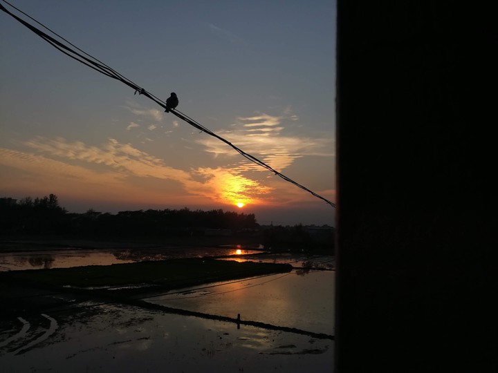 Alone Sparrow