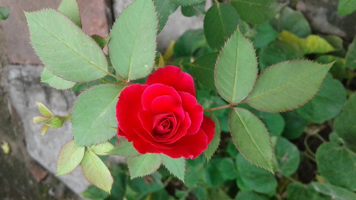 beautiful flower