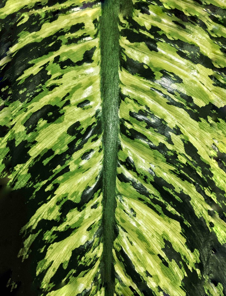 it’s leaf