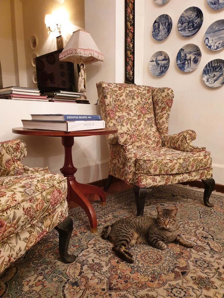 Cats  in the  interior.