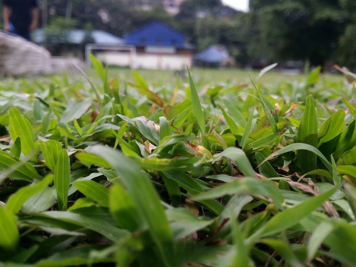 beautiful grass...